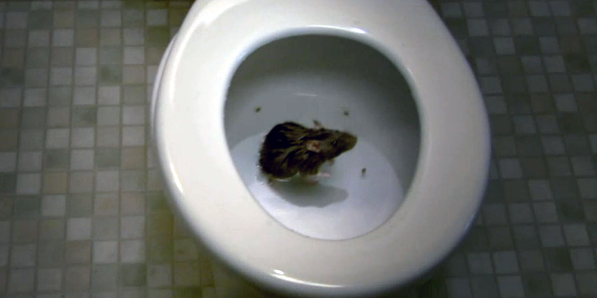 Watch a Rat Crawl Up a Toilet