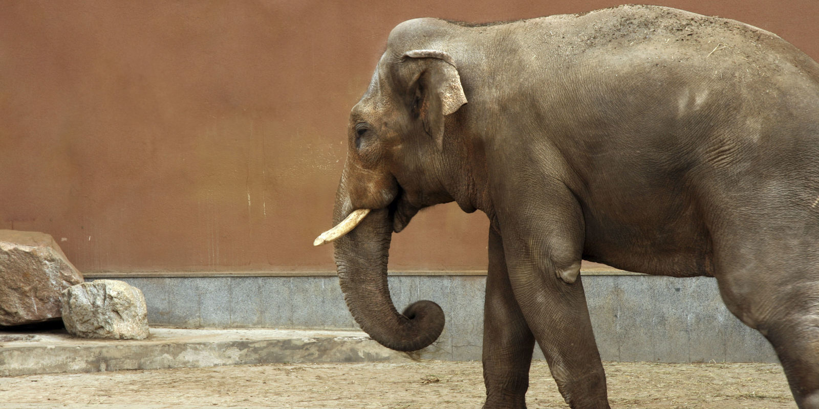 Why Elephants in American Zoos May Be the New Orcas in Blackfish