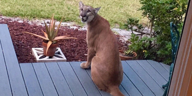landscape-1459433551-panther.jpg