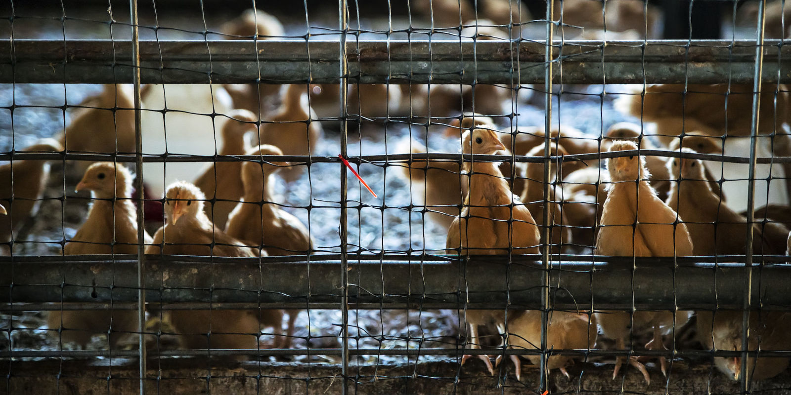 Chicken Factory Workers Report Prevented from Using Bathroom, Wore