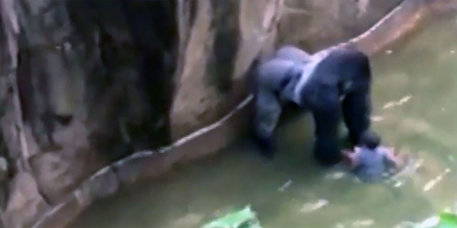Cincinnati Zoo Gorilla Shooting