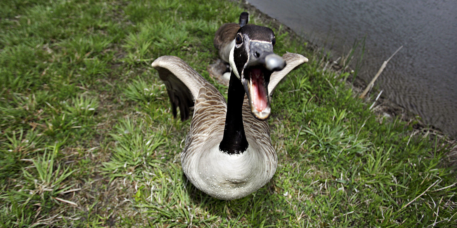 Area Man Attacked By a Goose With Nothing to Lose
