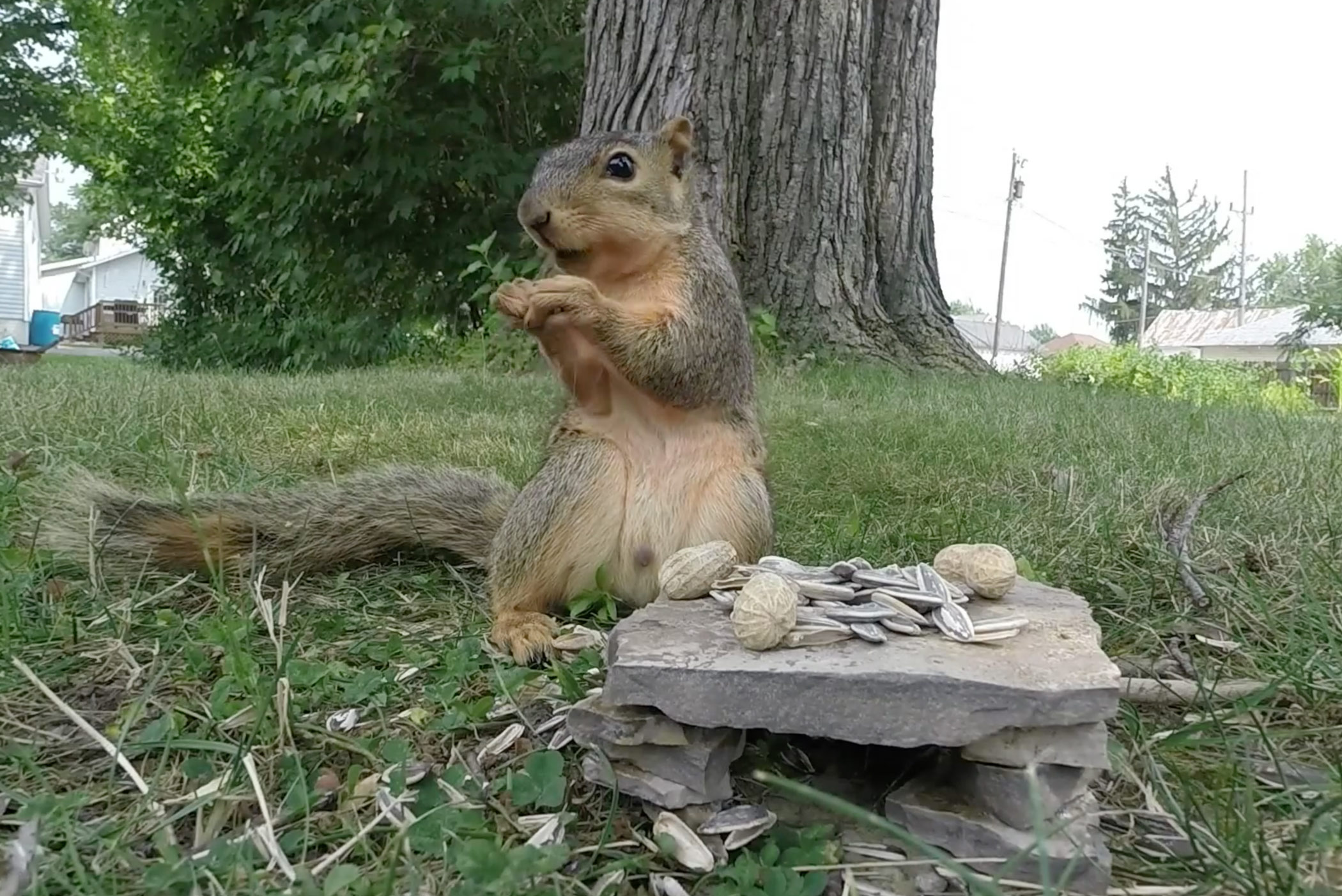 Watch Squirrel Gets His Nuts, Eats Them Too